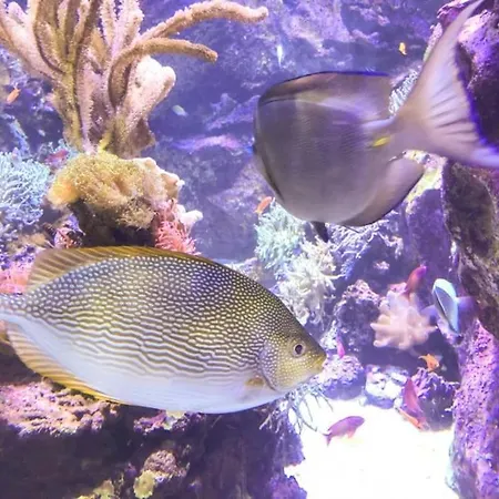 Tatil Evi Maison Avec Piscine En Cevennes Gard 6-8 Pers *